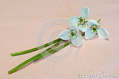 Three white snowdrops on pink background Stock Photo