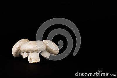 Three white mushrooms or champignon mushrooms Agaricus bisporus are lying on black background. Stock Photo