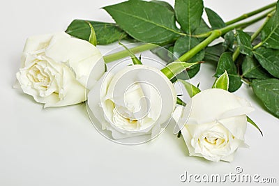 Three white roses Stock Photo