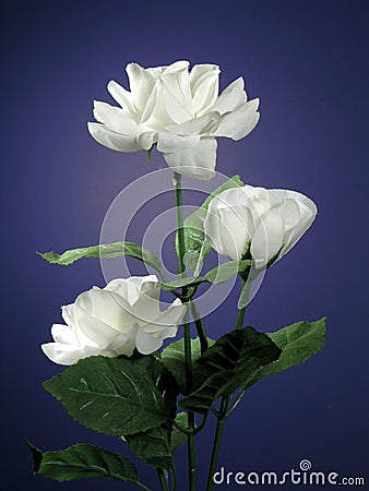 Three White Roses Stock Photo