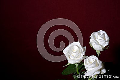 Three white roses Stock Photo