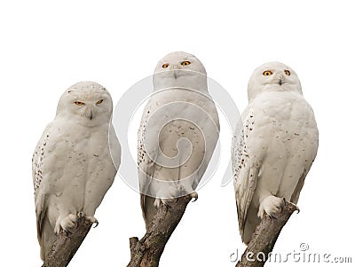 Three white snowy owls sit on tree branches isolated on white Stock Photo