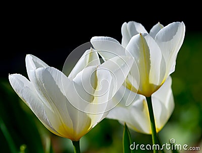 Three white tulips with yellow veins and green leaves Stock Photo