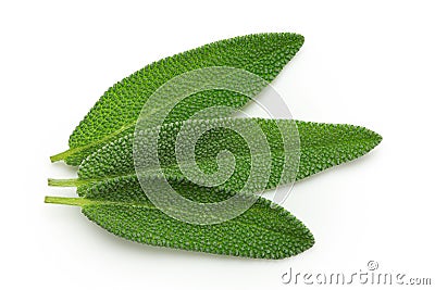Three whole fresh sage leaves isolated on white from above Stock Photo