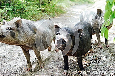 Three wild boar pig pigs in the woods Stock Photo