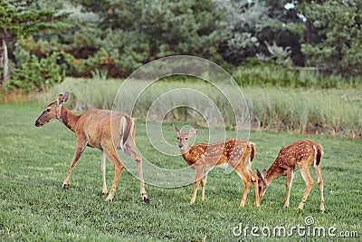 Three Wild deers outdoors in forest eating grass fearless beautiful and cute Stock Photo