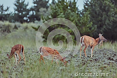 Three Wild deers outdoors in forest eating grass fearless beautiful and cute Stock Photo