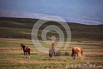 Three wild horses Stock Photo