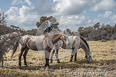 Three wild horses gazing in the field Stock Photo
