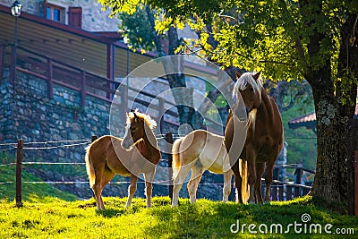 Three wild horses near a tree at the top of Martina Shelter at Bellagio Stock Photo