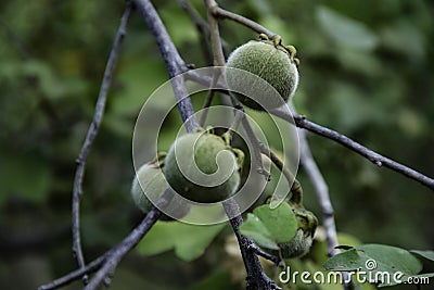 three wild nuts Stock Photo