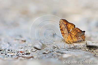 Three wire yellow butterfly in water Stock Photo