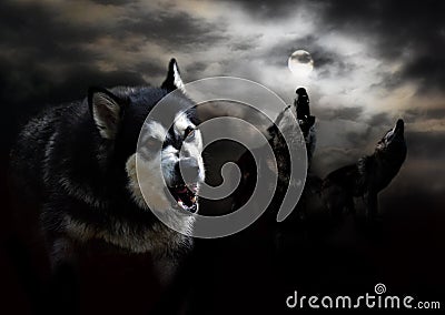 Three wolves and a moon in the clouds Stock Photo