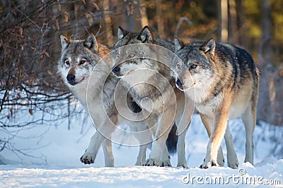 Three wolves walking side by side in winter forest Stock Photo