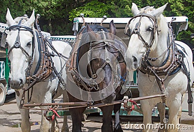 Three work horses on Mackinac Island Stock Photo