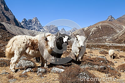 Three yaks, Nepal Himalayas mountains Stock Photo