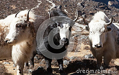 Three yaks, Nepal Himalayas mountains Stock Photo