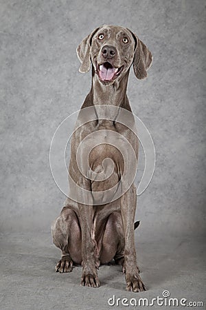 Three years old Weimaraner dog Stock Photo