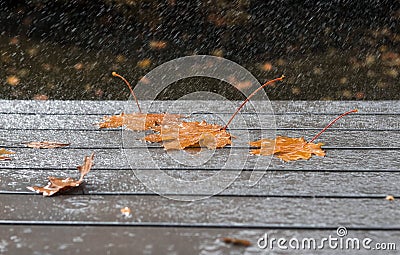 Three yellow autumn maple leaves on wet grey table or terrace under heavy rain outside in garden Stock Photo