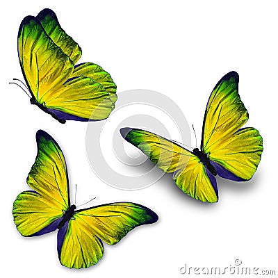 Three yellow butterfly Stock Photo