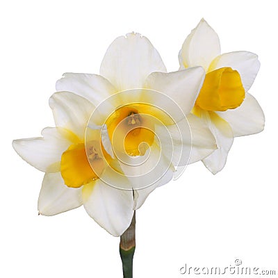 Three yellow-cupped white jonquil flowers Stock Photo