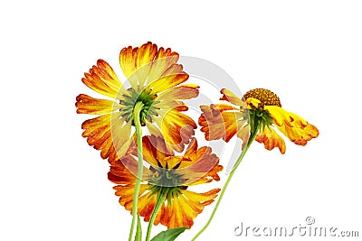 three yellow daisy flower on a white background. Stock Photo