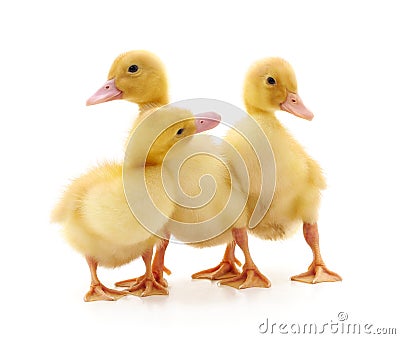 Three yellow ducklings Stock Photo