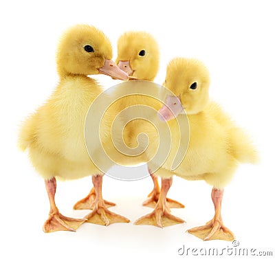Three yellow ducklings. Stock Photo