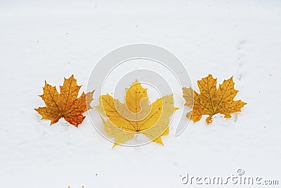 Three yellow-orange leaves of Canadian maple lie on white, freshly fallen first snow Stock Photo