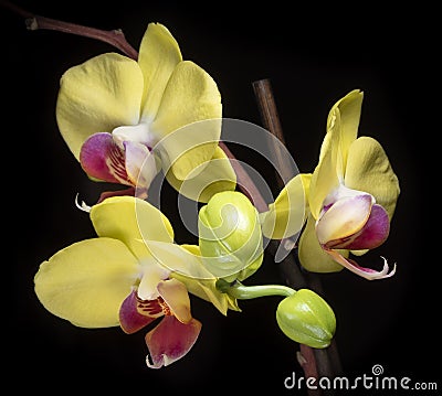 Three Yellow Phalaenopsis Orchid Blossoms Stock Photo