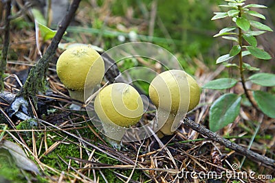 Three Yellow Puffball Mushrooms Stock Photo