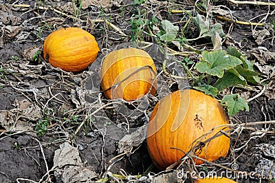 Three yellow pumpkins Stock Photo