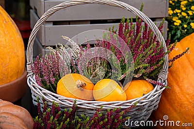 Three yellow pumpkins lie in a basket Stock Photo