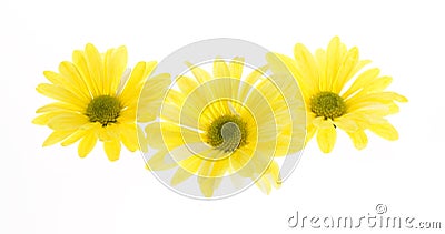 Three Yellow Shasta Daisy Flowers Stock Photo