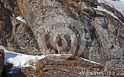 Three young Bighorn Sheep on snowy cliff's edge near Jackson Wyoming Stock Photo