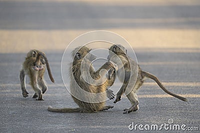 Three young Chacma Baboons playing on the tar road during sunset. Stock Photo