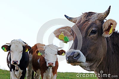 Three young dairy cows with horns on a pasture Stock Photo