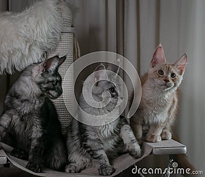 Three young funny kittens of red, smoky and tortoiseshell color with orange eyes Stock Photo