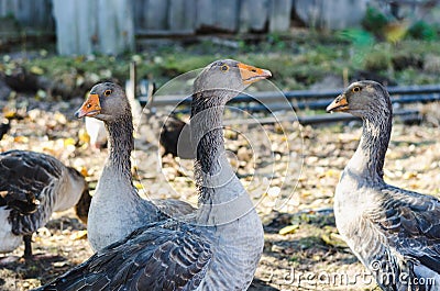 Three young gray domestic geese in farmer`s aviary Stock Photo