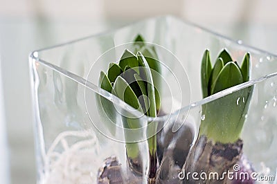 Three young hyacinths growing from bulbs in a clear square glass dish or vase on the table. Small hyacinths growing and opening up Stock Photo