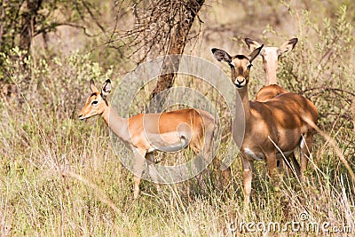 Three young Impalas grazing Stock Photo