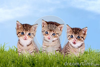 Three young kitten on a green meadow Stock Photo
