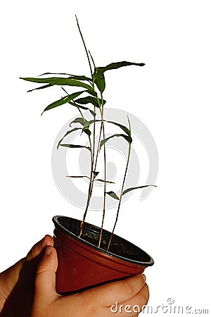 Three young seedlings of Moso bamboo plant Phyllostachys edulis in small plastic flower pot, held in hands of little girl Stock Photo