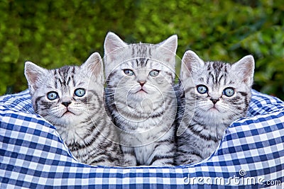 Three young silver tabby cats in checkered basket Stock Photo