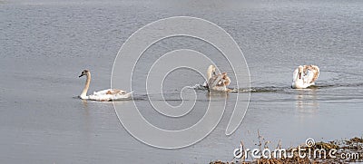 Three Young Swans playing on pond Stock Photo