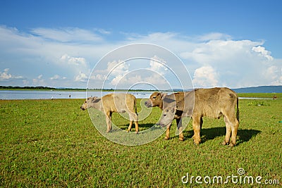 Three young water buffalo grazing in a field Stock Photo