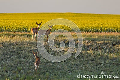 3 Whitetail bucks heading towards a canola field Stock Photo