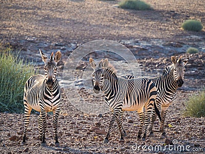 Three zebras standing in rocky surroundings during afternoon light, Palmwag Concession, Namibia, Africa Stock Photo