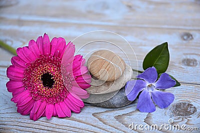 Three Zen stones on used wood with purple and pink flowers Stock Photo
