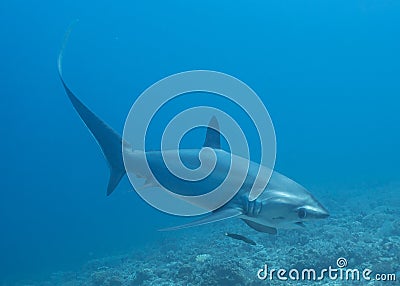 A Thresher Shark in the blue ocean water of the Philippines. Stock Photo